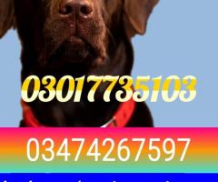 Army dog center lahore 03132629100