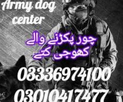 Army dog center jacobabad 03010417477